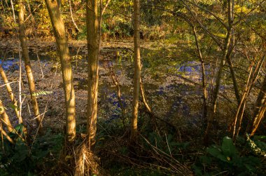 Vintage renk sonbahar ağaçların yaprakları