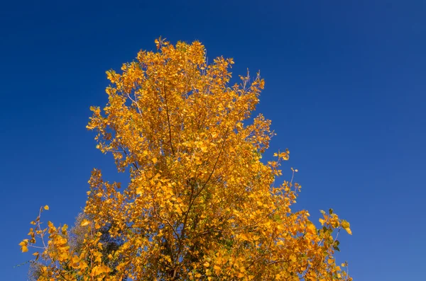 Árvores de outono Folhas na cor vintage — Fotografia de Stock