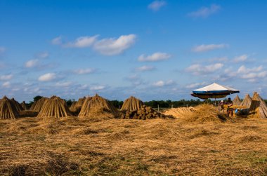  Tarım işçileri sazlık reed paketler için satış yapmak için toplama