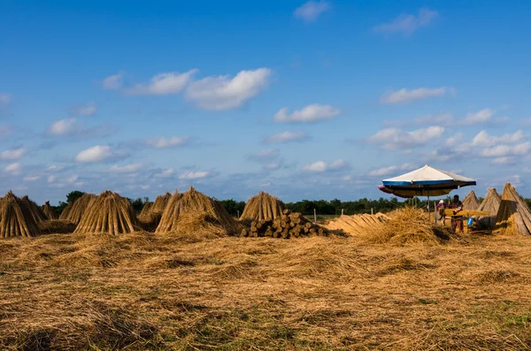 Agricultural workers gathering reeds for making reed bundles for selling — Stock Photo, Image