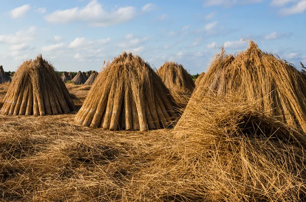 Stapels op het gebied — Stockfoto