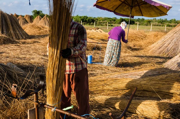 Trabajadores agrícolas recogiendo cañas para hacer haces de caña para vender —  Fotos de Stock