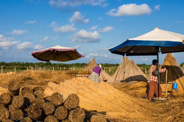 Werknemers in de landbouw het verzamelen van riet voor het maken van riet bundels voor de verkoop van — Stockfoto