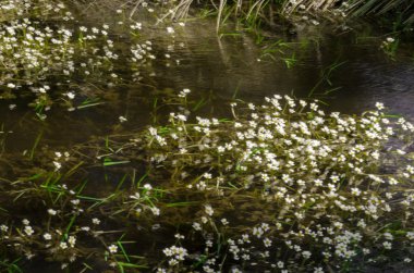 Karadeniz Samsun ili, Türkiye Kızılırmak Deltası'nda sulak.