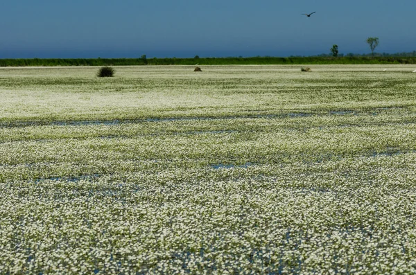 Zonas húmidas no delta de Kizilirmak Província de Samsun, Turquia . — Fotografia de Stock