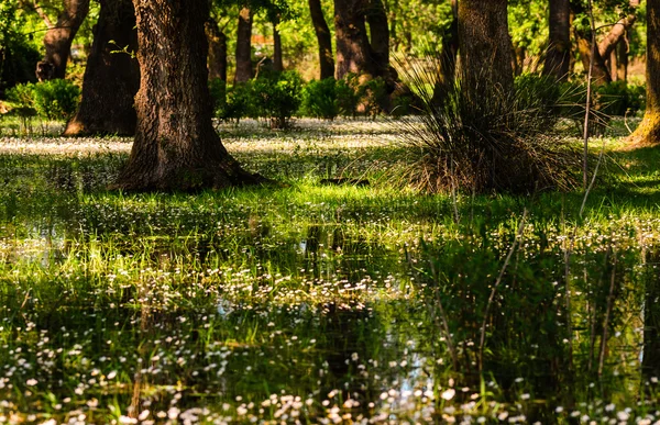 Zonas húmidas no delta de Kizilirmak Província de Samsun, Turquia . — Fotografia de Stock