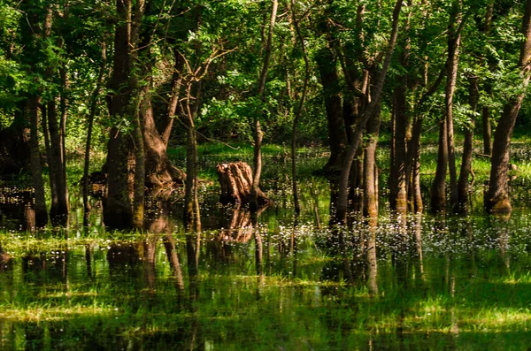 Zonas húmidas no delta de Kizilirmak Província de Samsun, Turquia . — Fotografia de Stock