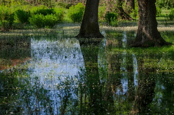 Zonas húmidas no delta de Kizilirmak Província de Samsun, Turquia . — Fotografia de Stock