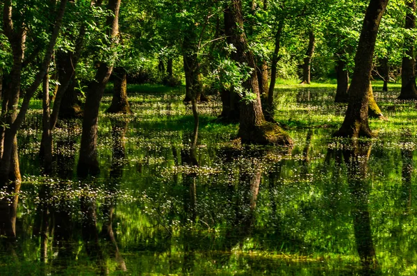 Водно-болотних угідь у дельті Kizilirmak провінція Самсун Чорного моря, Сполучені Штати Америки. — стокове фото