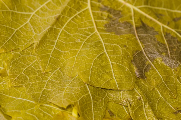 Feuilles de vigne pour dolma turque — Photo