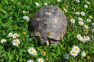 Park yere turtle 