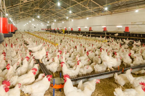 Chicken farm, production of white meat — Stock Photo, Image