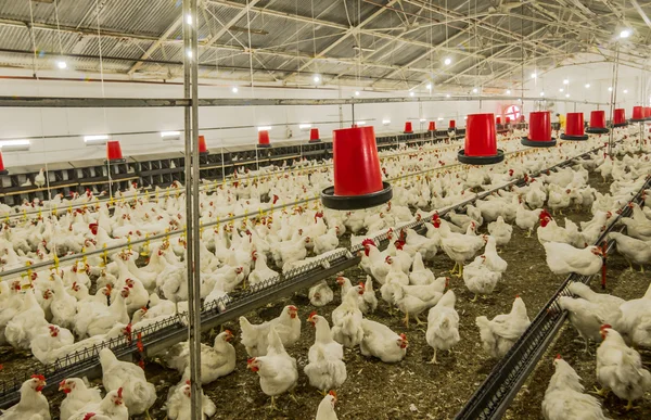 Chicken farm, production of white meat — Stock Photo, Image