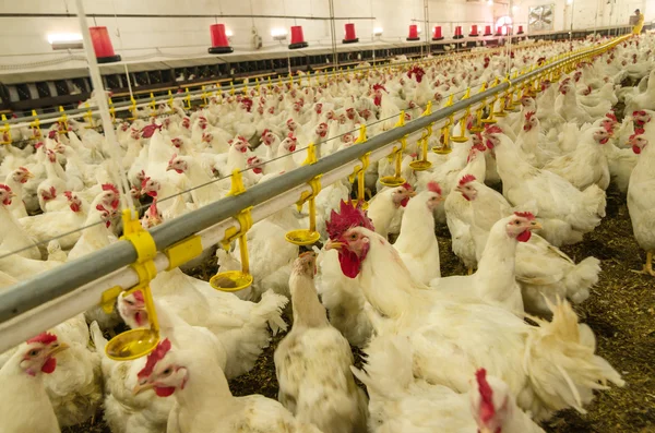 Chicken farm, production of white meat — Stock Photo, Image