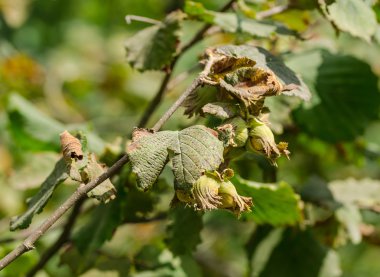 Hazel fındık ağacı 
