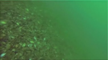 Boğaz'ın altında salyangozu balıkçılık