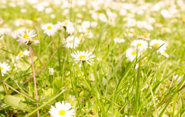 Papatya çiçeği tarlası