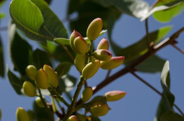 Fıstıklı ağaçlar, Antep, Türkiye