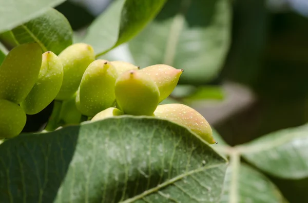 Árboles de pistacho, Antep, Turquía —  Fotos de Stock