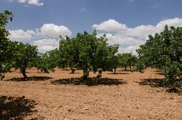 Pistache bomen, Antep, Turkije — Stockfoto