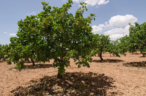 Pistache bomen, Antep, Turkije — Stockfoto