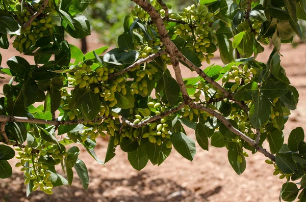 Árboles de pistacho, Antep, Turquía —  Fotos de Stock