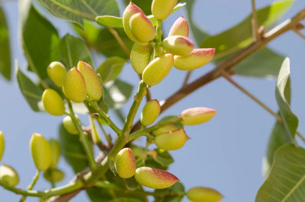 Árboles de pistacho, Antep, Turquía —  Fotos de Stock