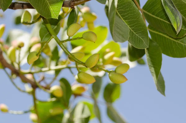 Árboles de pistacho, Antep, Turquía —  Fotos de Stock