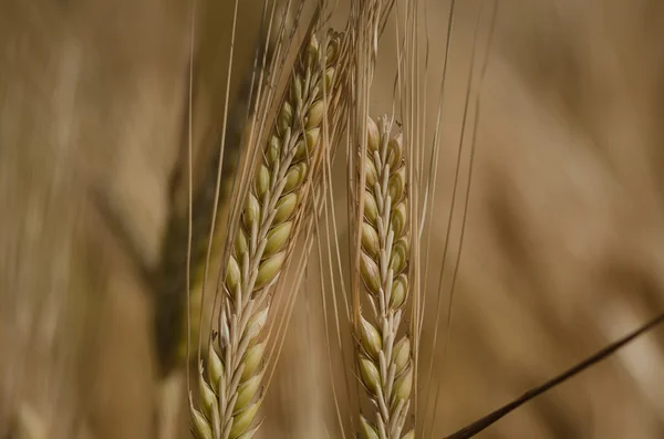 Weizenfeld — Stockfoto