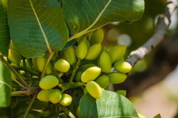 Árboles de pistacho, Antep, Turquía Fotos de stock