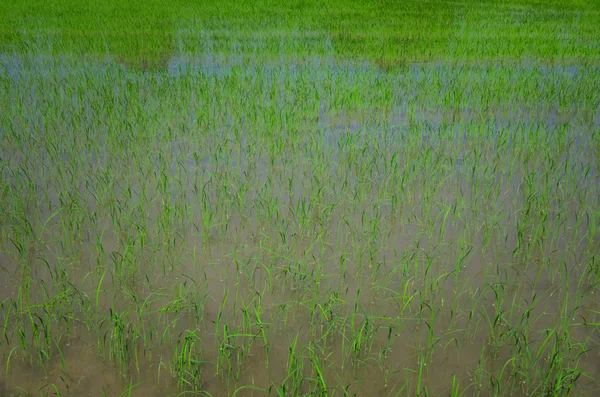 Rice plant in Anatolia, Turkey — Stock Photo, Image