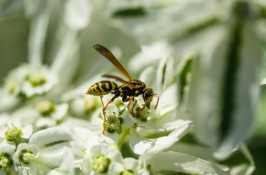 Arı çiçeği döllüyor.
