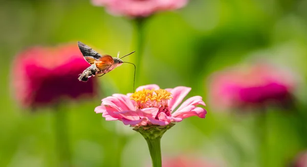 Hortum kullanarak çiçeği uçucu yağ emme sinek kuşu Hawkmoth