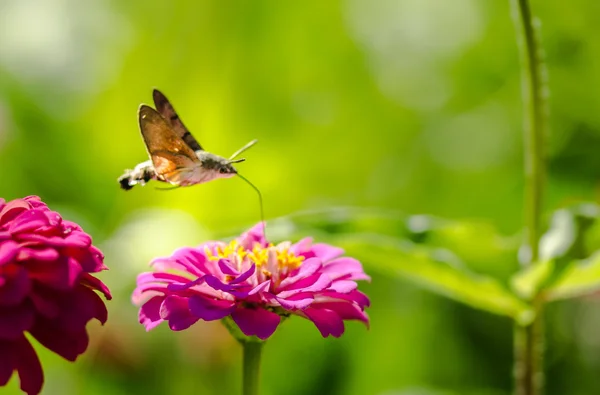 Hummingbird Hawkmoth sugando óleo essencial da flor usando mangueira — Fotografia de Stock