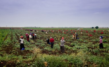 Kadın işçilerin bir çiftlikte