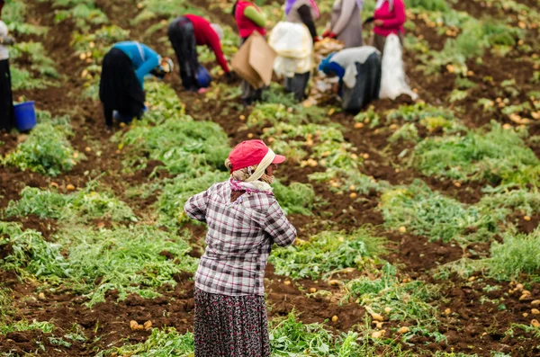 Mulheres trabalhadoras em plantação — Fotografia de Stock