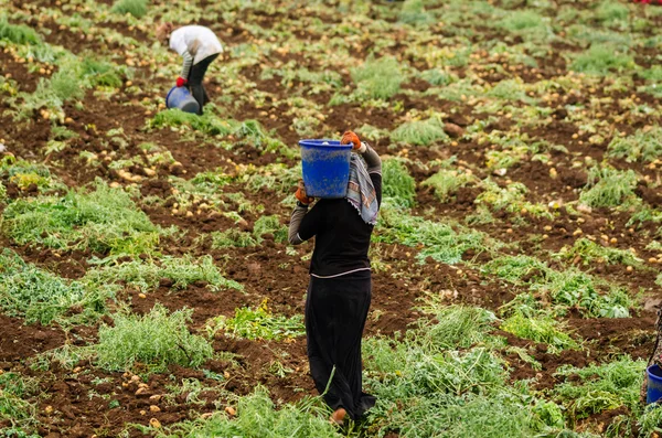 Vrouwelijke werknemers op plantage — Stockfoto