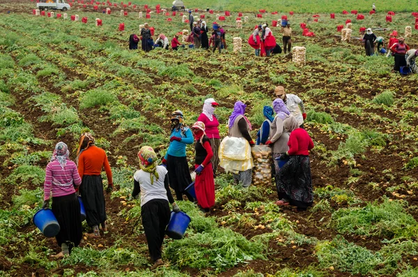 Mujeres trabajadoras en plantaciones — Foto de Stock
