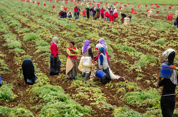 Mujeres trabajadoras en plantaciones —  Fotos de Stock