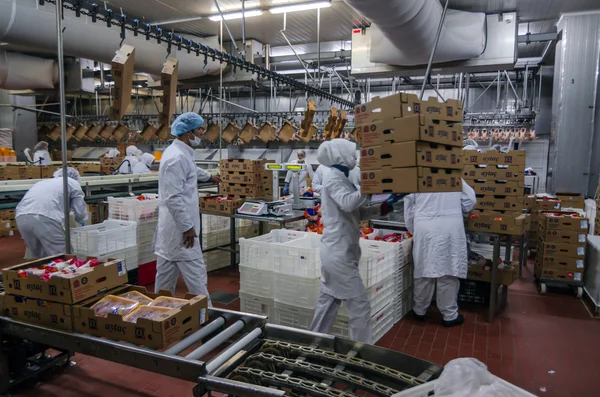 ISTANBUL, TURCHIA - 3 OTTOBRE 2012: lavoratrici musulmane che lavorano in un allevamento di carne di pollo — Foto Stock