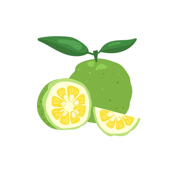 Πράσινο yuzu ιαπωνική citron φρούτα διανυσματική απεικόνιση απομονωμένη σε λευκό φόντο. — Διανυσματικό Αρχείο