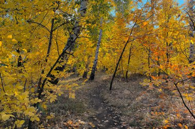 orman sonbahar sezonu