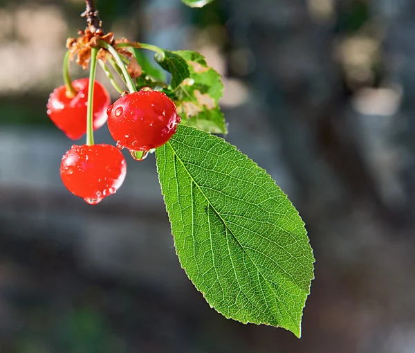 Cherries After Rain — Stock Photo, Image