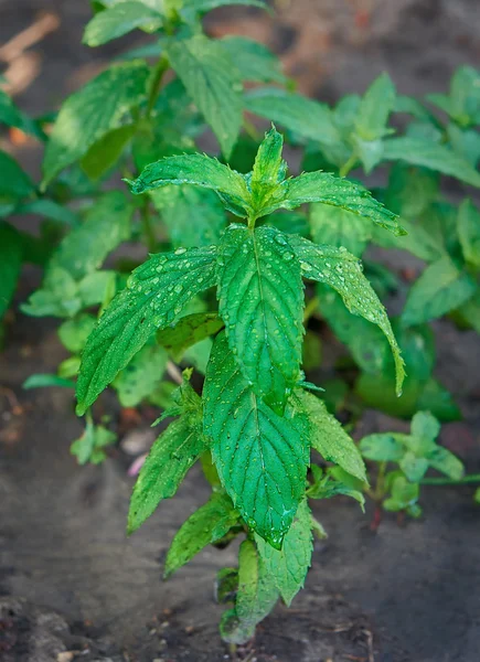 Pepermunt plant — Stockfoto