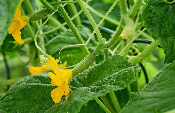 Komkommer en bloem — Stockfoto