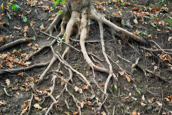 Rădăcini de copac. Parcul orașului Kislovodsk. Poalele de nord ale Caucazului Mare — Fotografie, imagine de stoc