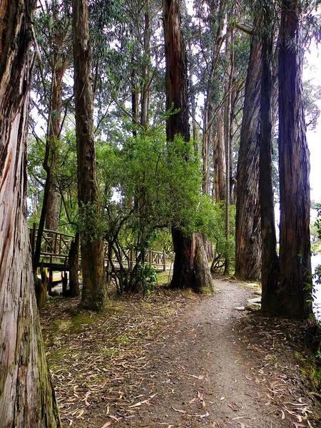 Parco Paraso Parco Paradiso Cuenca Ecuador Area Verde Naturale Della — Foto Stock