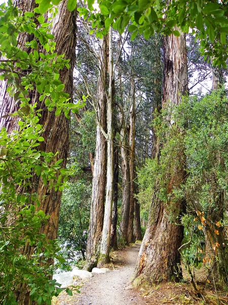 Park Paraso Paradijs Park Cuenca Ecuador Groene Natuurgebied Van Stad — Stockfoto