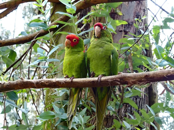 Casal Papagaios Amazônia Poleiro Ramo Natureza Selvagem — Fotografia de Stock
