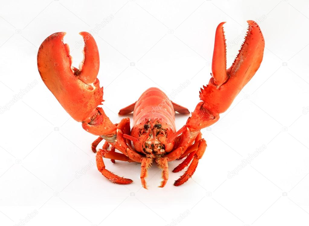 Lobster on the white background